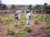 o_Crop diversification jamaica 1